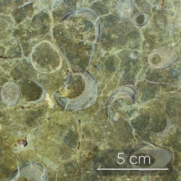Calcaire à gryphées - Sinémurien (195 Ma) - Elle se caractérise par l'abondance de fossiles de gryphées (mollusques disparus proches des huîtres actuelles).