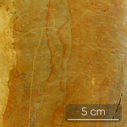 Calcaire marneux - Bajocien (170 Ma)